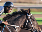 Horse Racing